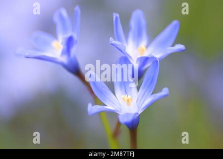 Glory-of-the-Snow, auch blauer Riese genannt, Scilla forbesii, blaue Frühlingsblume aus Finnland Stockfoto