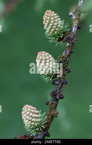 Frische Kegel und Blätter der Europäischen Larche, Larix decidua Stockfoto