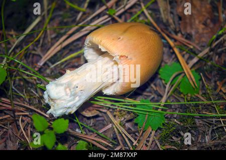 Amanita crocea lat. Amanita crocea ist ein Pilz der Gattung Amanita der Familie Amanitaceae Amanitaceae. Stockfoto