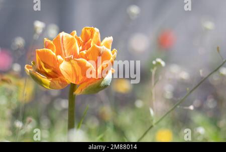 Tulip Cilesta, Frühlingsblumen an einem sonnigen Tag. Tulipa, Liliaceae. Rot-gelbe Frottee-Tulpen Doppelte Frühblüte im Garten. Selektiver Fokus eines Stockfoto