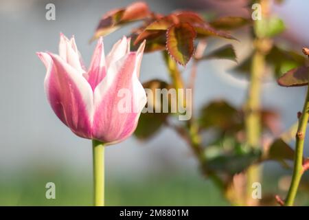 Selektiver Fokus einer rosa oder lila Tulpe in einem Garten mit grünen Blättern. Unscharfer Hintergrund. Eine Blume, die an einem warmen, sonnigen Tag im Gras wächst Stockfoto