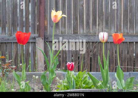 Selektiver Fokus. Fünf verschiedene Tulpen im Garten mit grünen Blättern. Unscharfer Hintergrund. Eine Blume, die an einem warmen, sonnigen Tag im Gras wächst Stockfoto