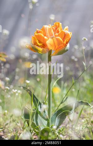 Tulip Cilesta, Frühlingsblumen an einem sonnigen Tag. Tulipa, Liliaceae. Rot-gelbe Frottee-Tulpen Doppelte Frühblüte im Garten. Selektiver Fokus eines Stockfoto