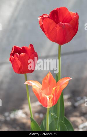 Selektiver Fokus. Drei rote Tulpen im Garten mit grünen Blättern. Unscharfer Hintergrund. Eine Blume, die an einem warmen, sonnigen Tag im Gras wächst. Frühling Stockfoto
