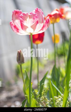 Selektiver Fokus einer rosa oder lila Tulpe in einem Garten mit grünen Blättern. Unscharfer Hintergrund. Eine Blume, die an einem warmen, sonnigen Tag im Gras wächst Stockfoto