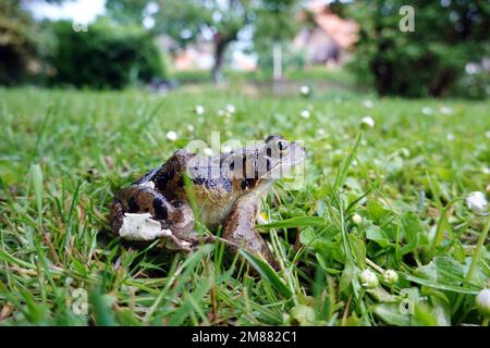 Grasfrosch (Rana Temporaria) Stockfoto