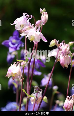 Akelei (Aquilegia spec.) - blühende Pflanzen im naturnahen Garten Stockfoto