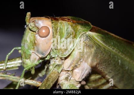 Totes Grünes Heupferd (Tettigonia viridissima) Stockfoto