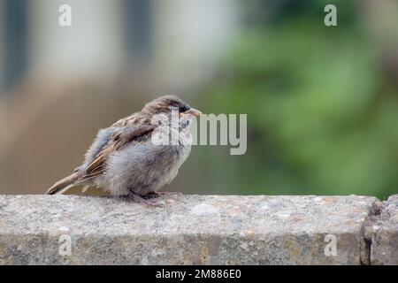 Fledgeling-Säuglingsspatz an der Gartenwand aufgewirbelt Stockfoto