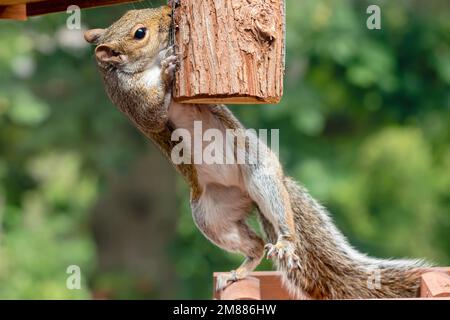 Ein graues Eichhörnchen, das auf Vogelfutter balanciert, um an Vogelfutter zu kommen Stockfoto