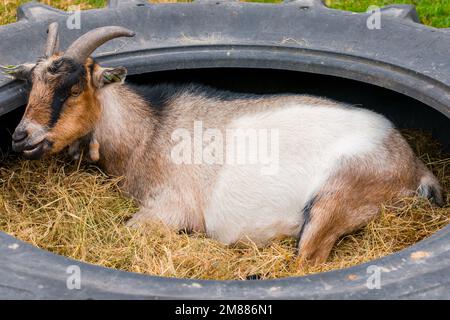 Hausziege, die im landwirtschaftlichen Betrieb in Reifen ruht; braun-weiß mit starken schwarzen Rückenstreifen und Hörnern Stockfoto