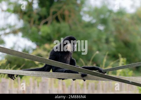 Ein schwarzer männlicher, nordweißer Gibbon, der auf Klettergurten ruht Stockfoto