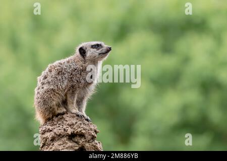 Erdmännchen auf dem Hügel sieht direkt mit Kopierraum aus Stockfoto