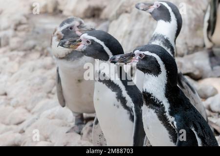 Humboldt-Pinguin sieht vor einer Gruppe anderer Pinguine nach links Stockfoto