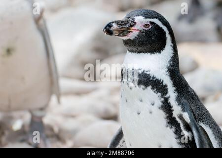 Humboldt-Pinguin schaut nach links Stockfoto
