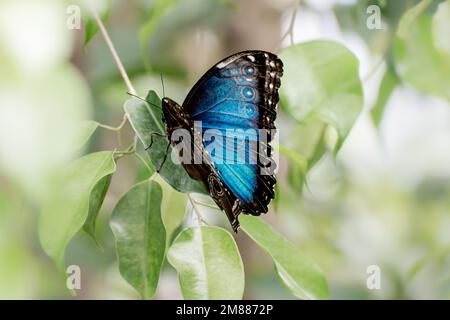 Ein blauer Morpho peleides Schmetterling, halb geöffnete Flügel mit leuchtend blauem Rückenbereich Stockfoto