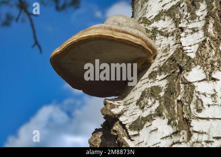 Fomes fomentarius, gemeinhin als „Tinnder Pilz“, „Falscher Tinnerpilz“, „Hufpilz“, „Tinner Conk“, „Tinner Polypore“ oder „Ice man Pilz“ bezeichnet, Nahaufnahme. Stockfoto