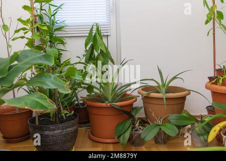 Holzpriorität Nummer 7 auf einer Plank-Lasche Stockfoto