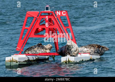 Große graue Seehunde auf einer Navigationsboje in Firth of Forth, Schottland, Großbritannien Stockfoto