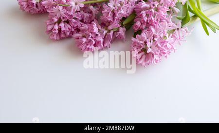 Frische rosafarbene Hyazinthen auf weißem Hintergrund mit Kopierbereich Stockfoto