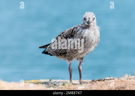 Flauschige, junge Möwe auf der Klippe Stockfoto