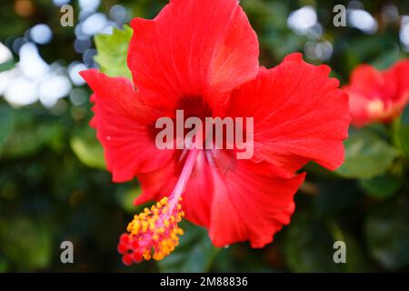 Roter Hibiskus aus Martinique mit grünen Blättern Stockfoto