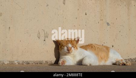 Eine weiß-rote Katze, die bei klarem Wetter auf der Straße liegt, eine Straßenkatze, ein streunendes Tier, ein Haustier. Stockfoto