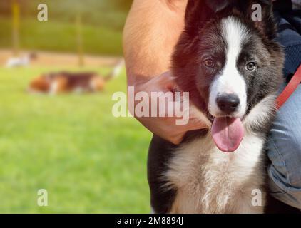 Ein Mann umarmt seinen Hund und sieht mit Kopierraum auf die Kamera im Park. Die Hunderasse ist Border Collie Stockfoto