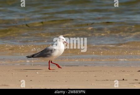 Silbermöwe (Chroicocephalus novaehollandiae), die den Sand am Wasserrand betreten. Stockfoto