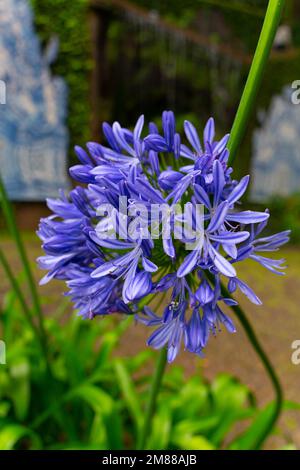 Eine Nahaufnahme einer Trompetenblütenblütenblütenkugel im Garten mit grünen Blättern im Hintergrund Stockfoto