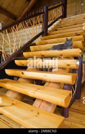 Graue Katze auf einer Treppe aus weißem Kiefernholz mit Zedernholzgeländern, die zum oberen Stockwerk in einem Blockhaus im skandinavischen Stil führt. Stockfoto