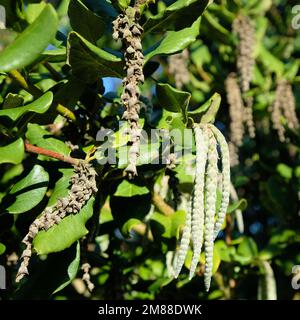 Garrya elliptica, Seidenrausch; immergrüner Strauß und blühende Pflanze in der Familie Garryaceae, die in der Küste Kaliforniens und im Süden Oregons heimisch ist. Stockfoto