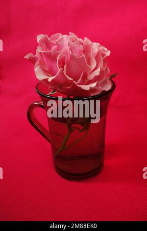 Rosafarbene Rosenblume im Glasbecher vor magentafarbenem Hintergrund Stockfoto
