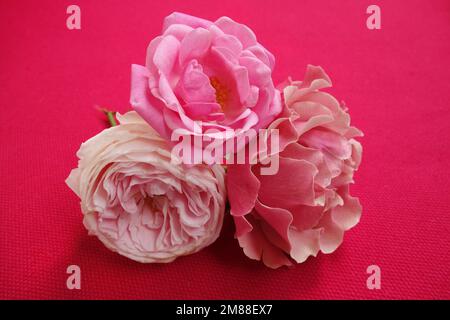 Strauß aus drei Rosen in weichen Rosa-Farbtönen auf magentafarbenem Hintergrund Stockfoto