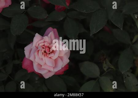 Draufsicht auf eine blühende rosa Rosenblume Stockfoto