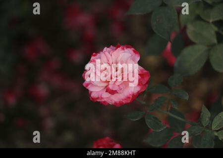 Coral Rose Blume in Rosen Garten. Ansicht von oben. Soft Focus. Stockfoto