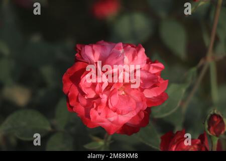 Eine rote Rose auf grünem Boden Stockfoto