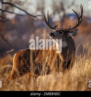 Reifes Maultierhirsch (odocoileus hemionus), Lippencurling für Weibchen beim Herbstwild, Colorado, USA Stockfoto