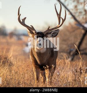 Reife Maultiere (odocoileus hemionus) wandern im Morgensonnenlicht beim Herbstwild in Colorado, USA durch Gras Stockfoto