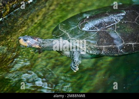 Gelbfleckige Amazonas-Schildkröte (Podocnemis unifilis), die in einem Wasser schwimmt, gefangen, Südamerika Stockfoto