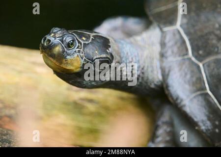 Gelbfleckige Amazonas-Schildkröte (Podocnemis unifilis) am Ufer eines Wassers, gefangen in Südamerika Stockfoto