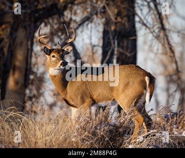 Weißwedelhirsche (odocoileus virginianus) während der Herbstflut mit leichter Schneefläche auf dem Boden Colorado, USA Stockfoto