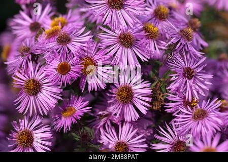 Herbst Aster (Symphyotrichum), Bayern, Deutschland Stockfoto