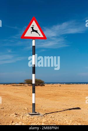 Wildtier überquert Verkehrsschild, Oman Stockfoto