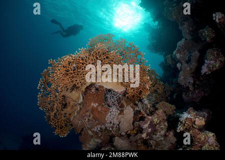 Netzfeuer-Koralle (Millepora-Dichotom) in der Hintergrundbeleuchtung. Taucher im Hintergrund. Tauchplatz Fury Shoal, Rotes Meer, Ägypten, Afrika Stockfoto