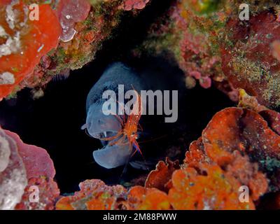 Eine mediterrane Muraena helena wird von einer monaco Cleaner Shrimp (Lysmata seticaudata) gepflegt. Tauchplatz Cap de Creus, Cadaques, Costa Bra Stockfoto