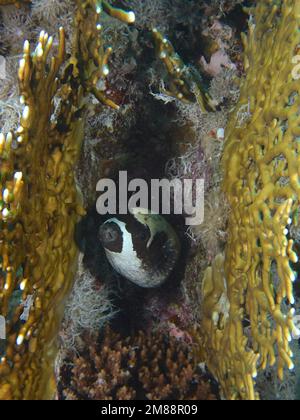 Maskenpuffer (Arothron diadematus) zwischen Netzbrandkorallen (Millepora dichotoma). Tauchplatz Marsa Shuna, Rotes Meer, Ägypten, Afrika Stockfoto