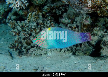 Schachbrettfalke (Halichoeres hortulanus). Tauchplatz House Reef, Mangrove Bay, El Quesir, Rotes Meer, Ägypten, Afrika Stockfoto