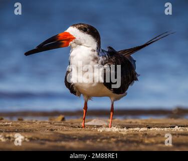 Schwarzer Skimmer (Rynchops niger) am Strand in Florida, USA Stockfoto