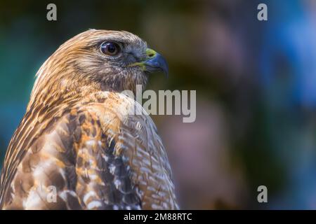 Jugendlicher roter Schulterfalke, hoch oben auf einem flachen Eichenbaum Stockfoto